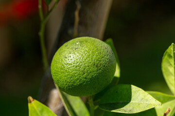 Unripe Citrus Fruit on Branch with Green Leaves