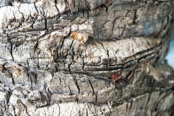 Close-Up View of Textured Tree Bark