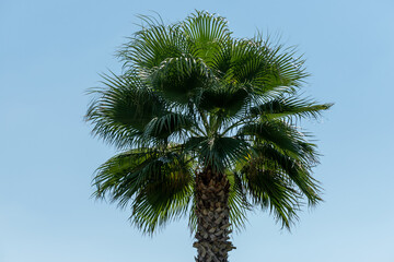 Fototapeta premium Palm Tree Against Blue Sky