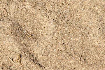 Close-up of Sand with Debris