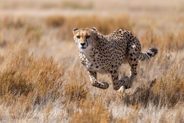 A stunning image of a cheetah, the world's fastest big cat (Acinonyx jubatus), an apex predator and elegant feline, with its prey in the wild grass of Serengeti National Park, a powerful depiction of 