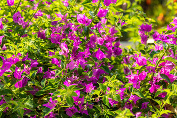 Fototapeta premium Close-up of Bougainvillea Plant with Pink Bracts and Green Leaves