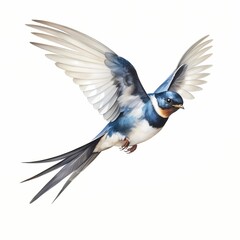 Fototapeta premium A barn swallow with spread wings is shown in mid-flight against a white background; the illustration is detailed and shows the bird's feathers and talons.
