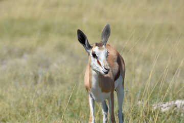 Junger Springbock (antidorcas marsupialis) im Etoscha Nationalpark in Namibia