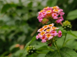 lantana camara flowers with green leaves