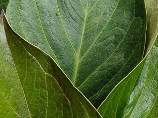 closeup green leaves for background, nature themes or background presentation and wallpaper