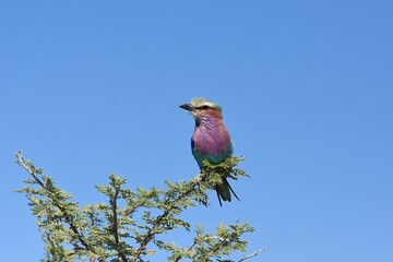 Gabelracke (Coracias caudatus) im Etoscha Nationalpark in Namibia