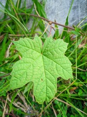 A single green maple-shaped leaf on the ground.

