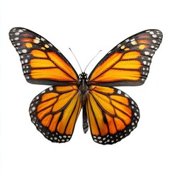 Fototapeta premium An close up shot of monarch butterfly with open wings displaying its vibrant colors