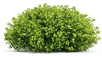 Fototapeta premium a healthy dense boxwood shrub with small rounded leaves isolated on transparent background