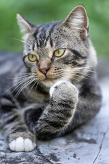 Close-up portrait of a pure healthy Chinese Li Hua cat (Dragon Li, Chinese tabby), a relaxed one, lying on the rock