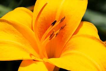 Close-up of vibrant orange and yellow flowers in full bloom. Macro photography captures fine details, textures, and vivid natural colors. © Venera