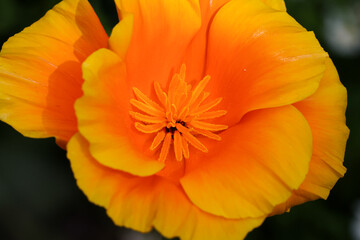 Close-up of vibrant orange and yellow flowers in full bloom. Macro photography captures fine details, textures, and vivid natural colors.
