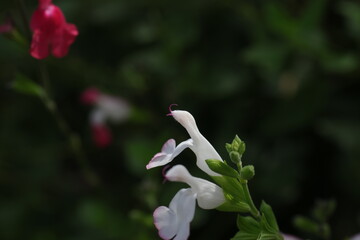 Carpenter bee Wood bee Large carpenter bee Blue carpenter bee Xylocopa violacea on white flower with pollen