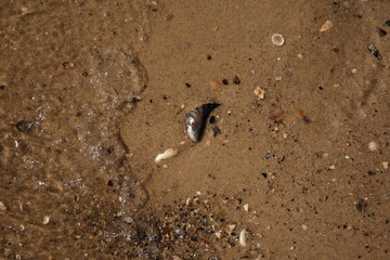 Close-up of seashell lying on sandy beach with a small wave washing over, natural summer seaside background.