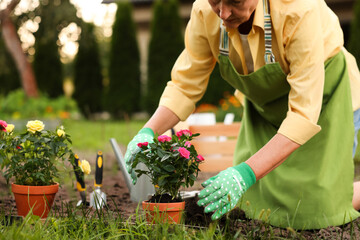 Fototapeta premium Woman in gloves transplanting beautiful rose flowers into soil in garden, closeup