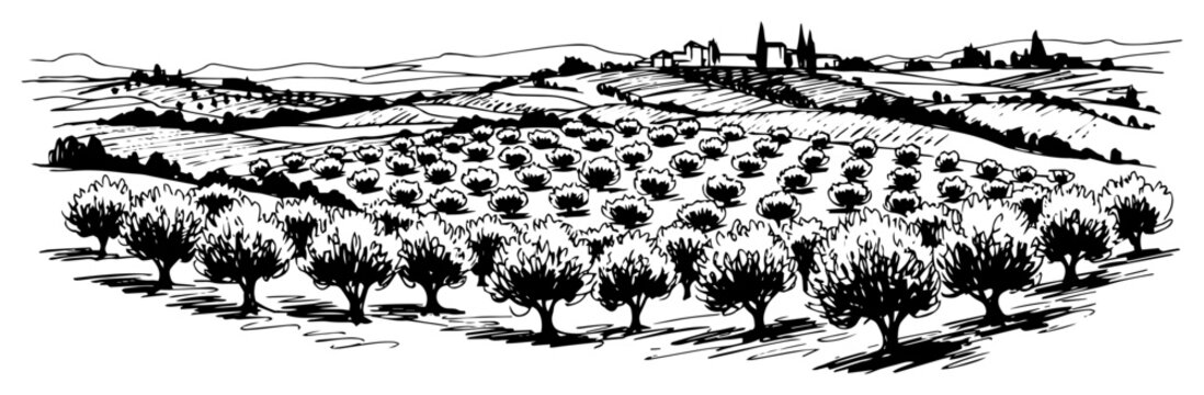 Hand drawn Mediterranean olive grove landscape sketch