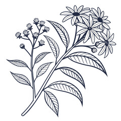 helianthus tuberosus on white background 