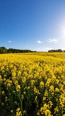 Obraz premium Vast field of vibrant yellow flowers under a clear blue sky (1)