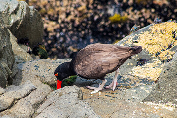 A black oystercatcher (ostrero) forages on a rocky shore, its striking red-orange beak and pink legs contrasting with the dark feathers and gray rocks.