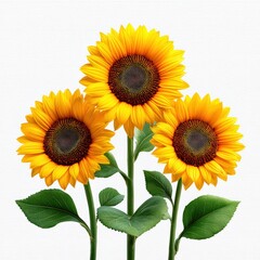 Fototapeta premium Bright Sunflowers with Green Leaves Against a Light Background