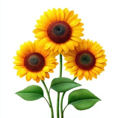 Obraz premium Bright Sunflowers with Green Leaves on a White Background