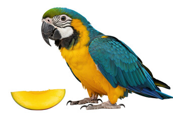 Fototapeta premium Majestic Blue-and-Yellow Macaw, elegant, intelligent eyes, vibrant plumage, beside a perfect mango slice on a seamless transparent studio background, no shadows, commercial product photography concept