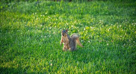 squirrel standing on a green grass field