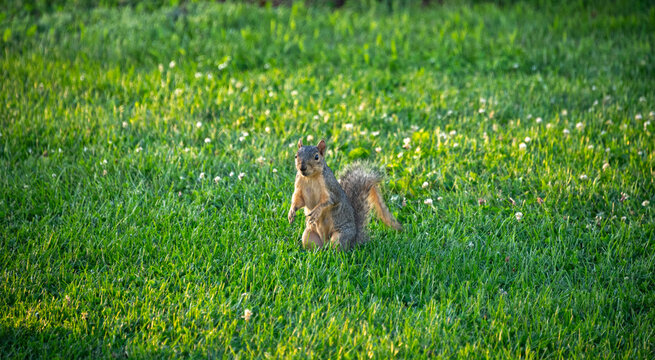 squirrel standing on a green grass field