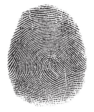 Black Fingerprint Pattern on White Background