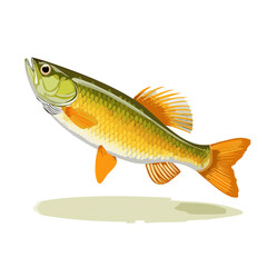 Stylized illustration of a freshwater fish in vibrant green and gold tones on a black background. Aquatic wildlife theme.