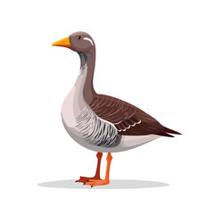 Obraz premium Illustration of a brown goose standing sideways with bright orange legs and feet