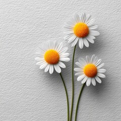 Obraz premium Three Bright Daisies on a White Background for Fresh Floral Design