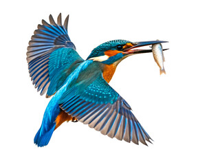 Obraz premium Kingfisher bird flying with fish in claws isolated on transparent background png