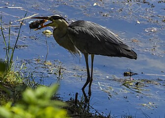 Egret hunting with prey among reeds on the Danube shore
