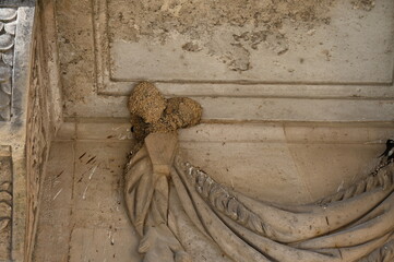 Nid d'hirondelles Swallow nest © Cyndie