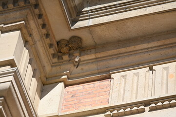 Nid d'hirondelles Swallow nest © Cyndie