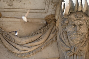 Nid d'hirondelles Swallow nest © Cyndie