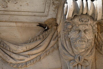 Nid d'hirondelles Swallow nest © Cyndie