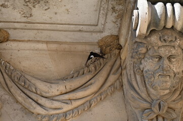 Nid d'hirondelles Swallow nest