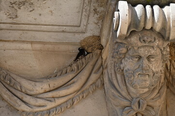 Nid d'hirondelles Swallow nest © Cyndie
