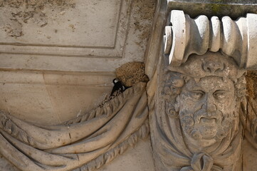 Nid d'hirondelles Swallow nest © Cyndie