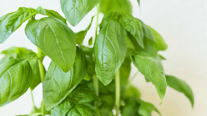 Fresh Basil Leaves Close-Up — Aromatic Herb Plant for Pesto & Mediterranean Cooking, Green Texture on Neutral Background