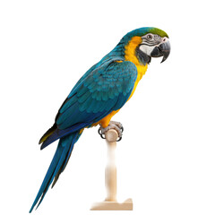 Obraz premium Vibrant blue and yellow macaw parrot with detailed plumage, gracefully poised on minimalist wooden perch, transparent background, high-key studio lighting, concept for commercial display