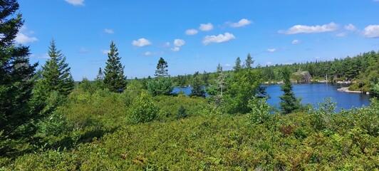 forest in the mountains