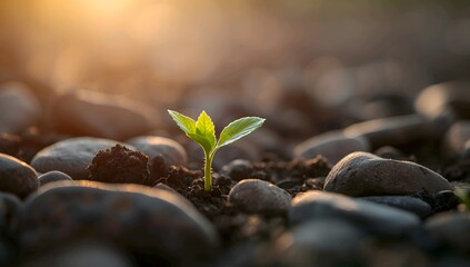 Seedling Growth Nature Agriculture Environment Ecology Sustainability Green Life Hope.