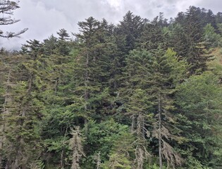 2025 - Lac de Gaube / Pont d´Espagne - Cauterets
