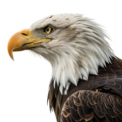 Fototapeta premium Majestic Bald Eagle profile captures powerful gaze and iconic feathered detail 