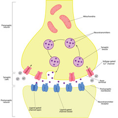 Adobe Illustrator Artwork. Synapse, anatomy structure