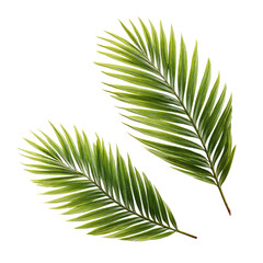 Obraz premium Two tropical palm leaves